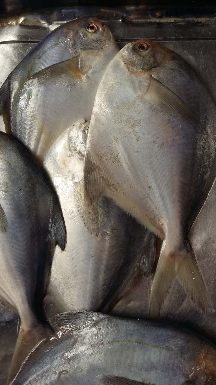 山東鯧魚批發
