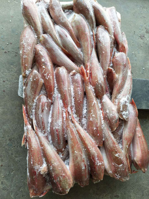 二去紅頭魚(yú)