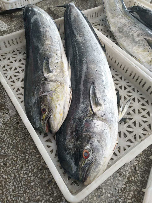 鬼頭刀魚(yú)