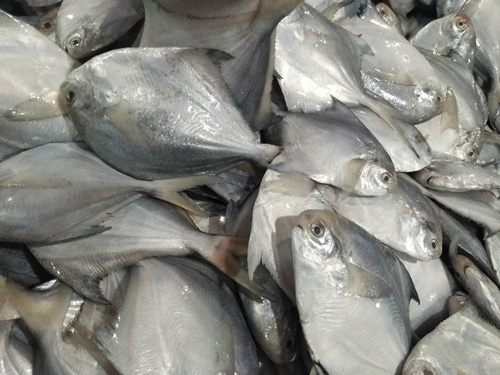 鯧魚批發