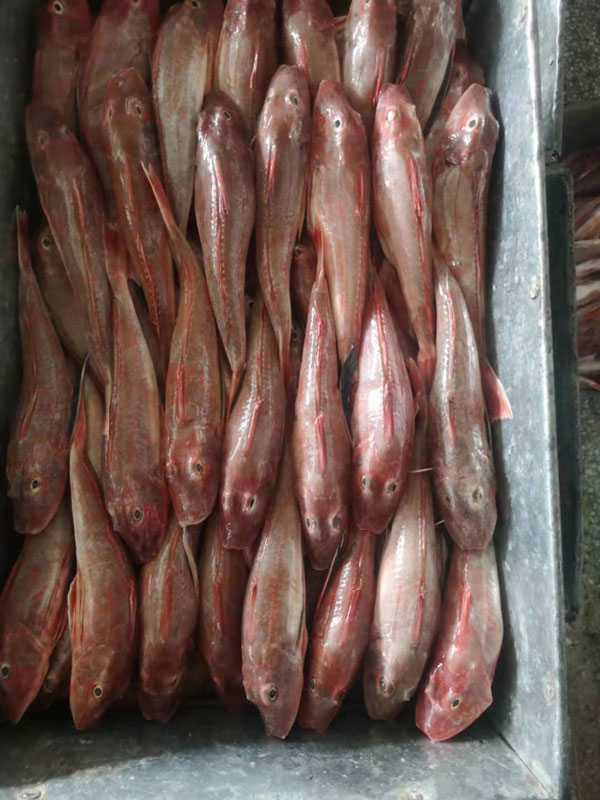 紅頭魚(yú)