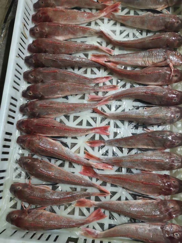 紅頭魚(yú)